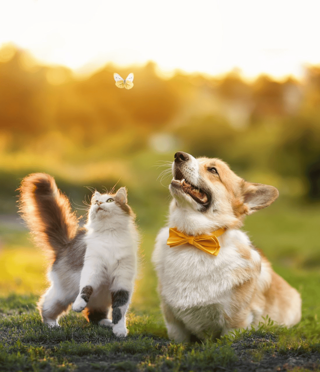 Sepoltura Animali